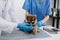 Vet listening PomeranianÂ dog with stetoscope in veterinary clinic